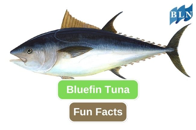Here are 10 Fun Facts of Bluefin Tuna